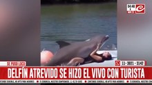 Delfín atrevido: se puso loco y se aprovechó de una turista