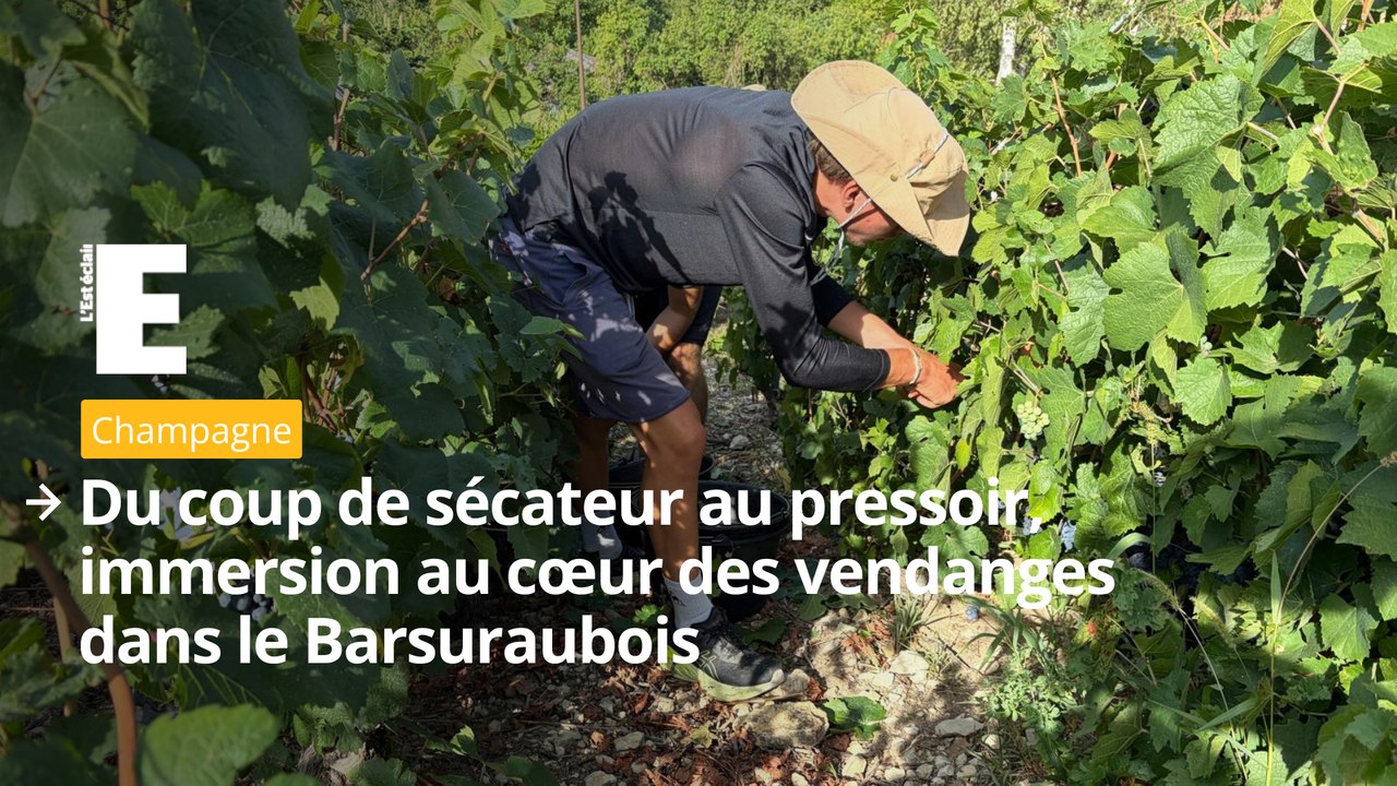 Du coup de sécateur au pressoir, immersion au cœur des vendanges dans le Barsuraubois