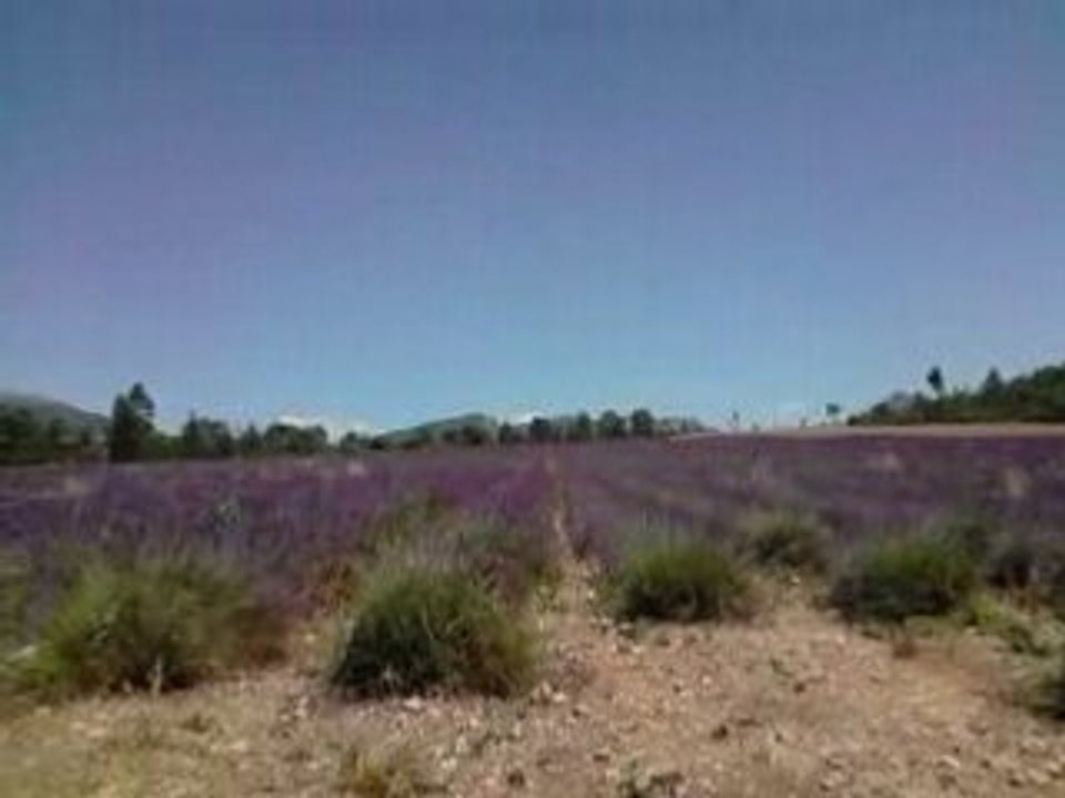 Lavande Entre Moustier et Riez