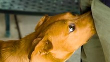 12 Essential Daily Dog Habits for Every Owner