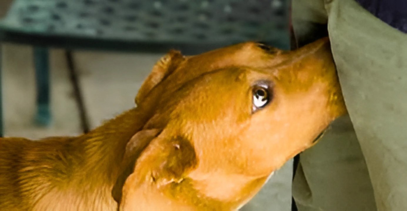 12 Essential Daily Dog Habits for Every Owner