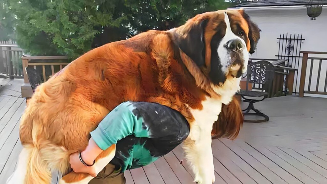 12 Largest Dog Breeds with Expert Care Tips