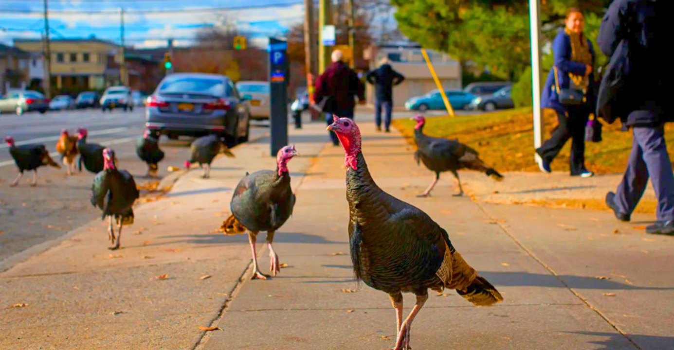 U.S. states with over half a million wild turkeys