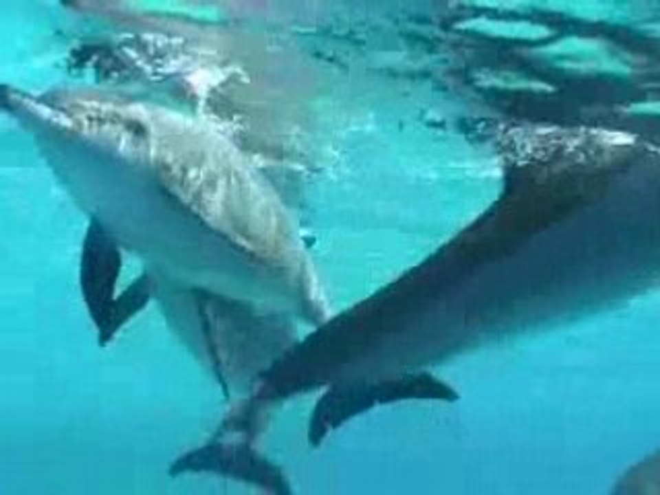 La Mer Rouge: Plongée 1