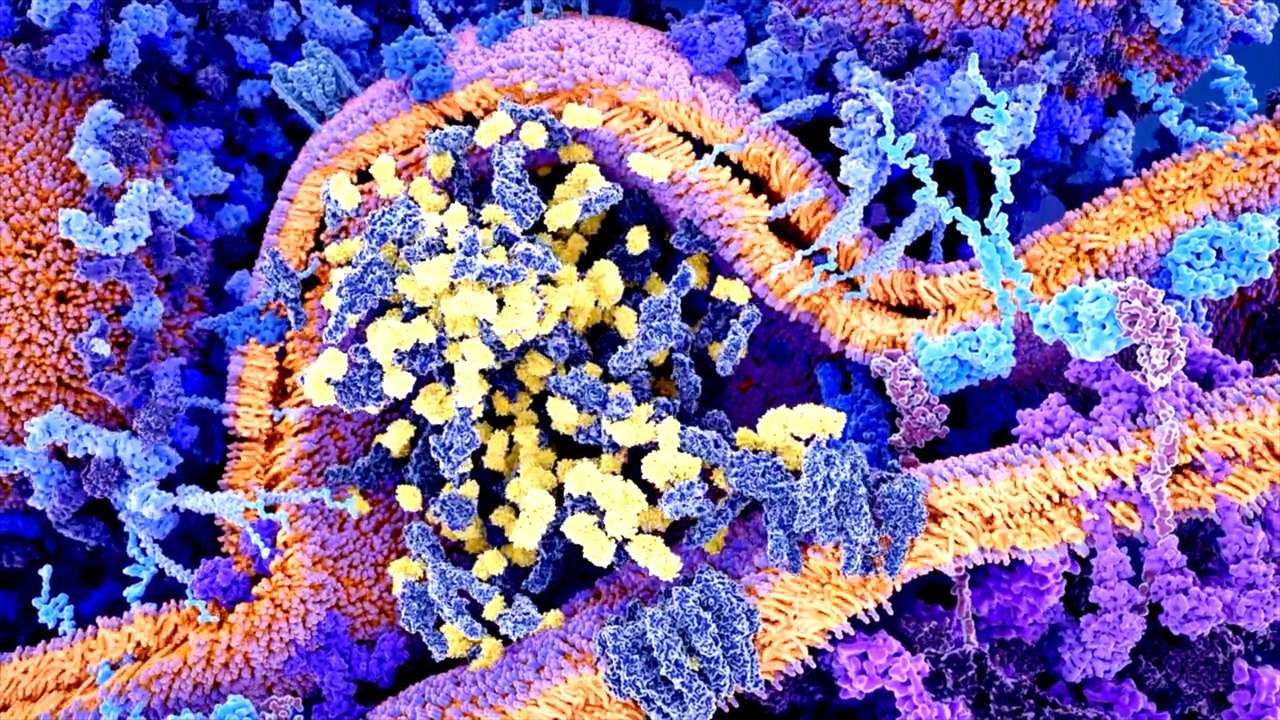 Mini-feature: immune system's potential off-switch to prevent attacking healthy cells