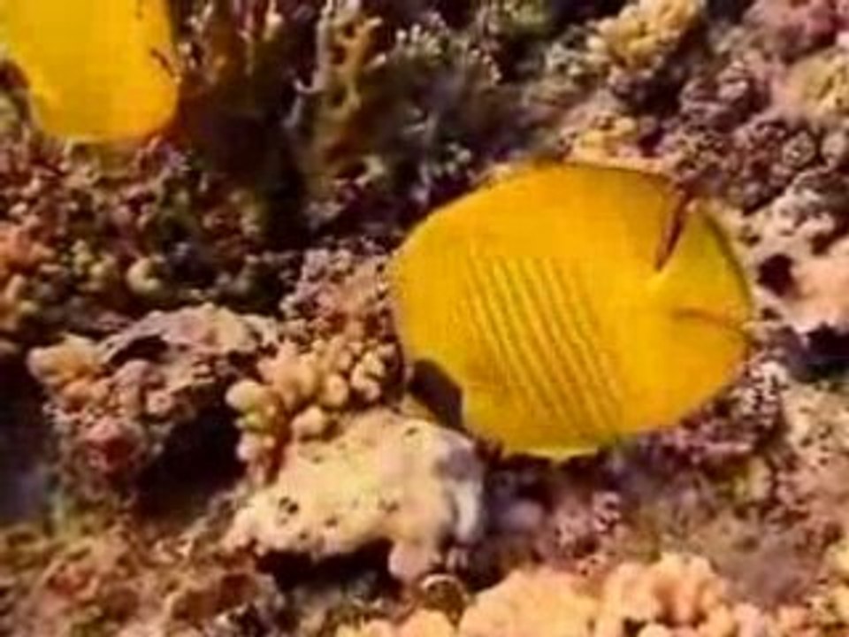 La Mer Rouge: Plongée 3