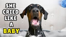 My Dogs First Groomer Visit (You won't believe her reaction)