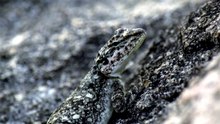 Ce lézard peut tirer du sang de ses yeux pour se défendre ! 🦎