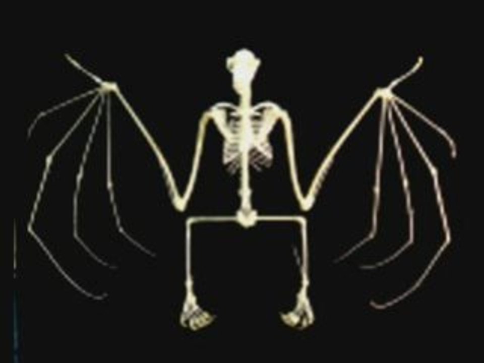 Alien Sex Feind Remix