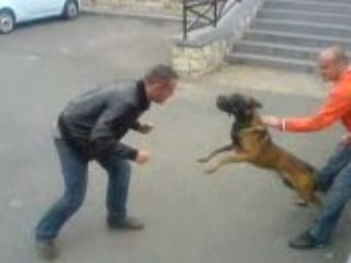 BW Vs Malinois