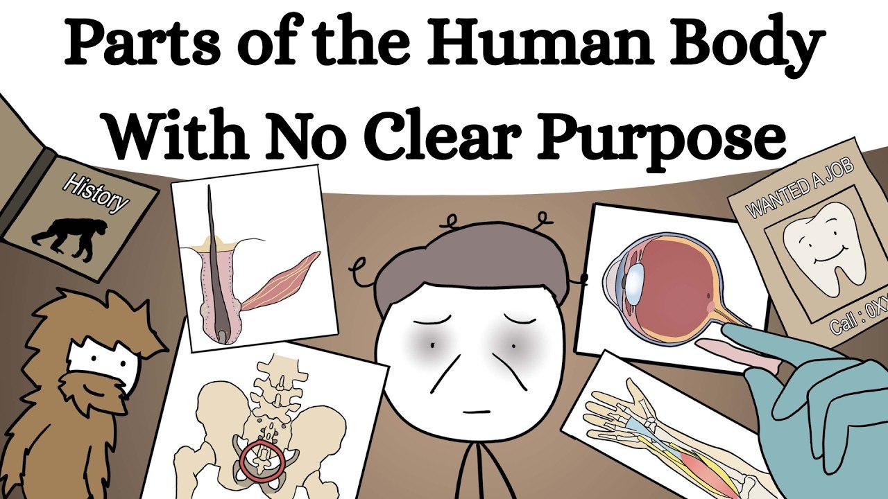 Parts of the Human Body With No Clear Purpose
