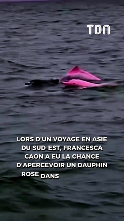 Une touriste italienne aperçoit un rare dauphin rose en Thaïlande