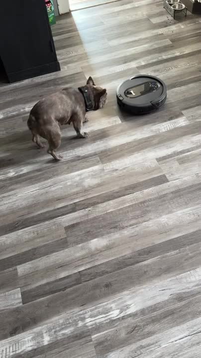 Dog Follows and Barks at Robotic Vacuum Cleaner