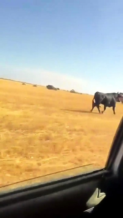 Un taureau très en colère contre une voiture