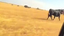 Un taureau très en colère contre une voiture