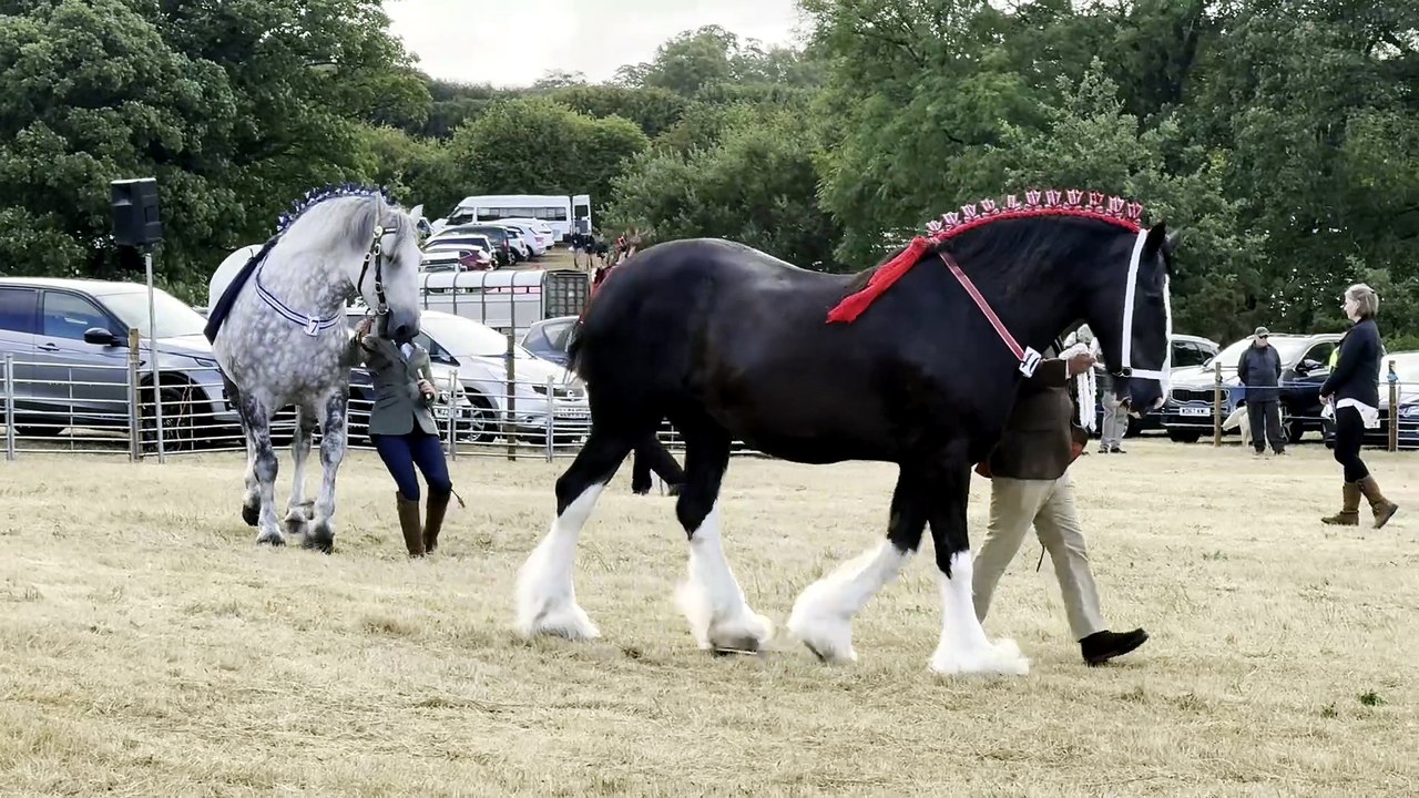 Heavy horses and riding side saddle in the ring at Chagford Show, video Alan Quick IMG_9348