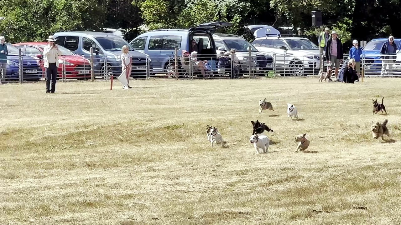 Terrier racing at the Chagford Show, video Alan Quick IMG_9470