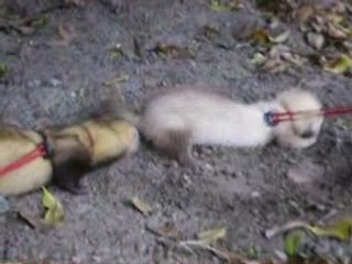 LA furette qui cherche le trésor enfoui