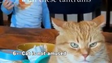 Ranking bests (FunnyCats)