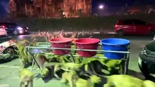Monkeys Are Easily The Funniest Animals 😂 Best Funny Monkey Videos