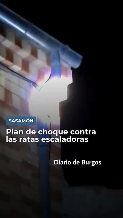 Ratas