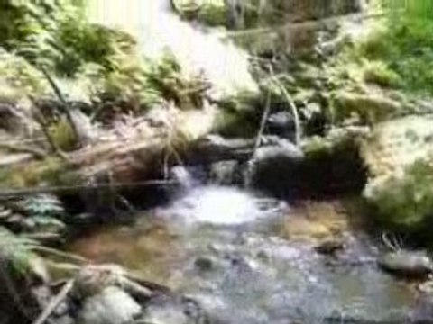 baliksevdam.com Kırmızı Benekli Alabalık