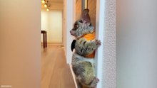 These Pets Are Not What You Expect 🐯 Funny Animal Videos