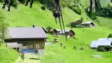 SpinningMule - #funnyanimals #pets #fyp #SpinningMule
