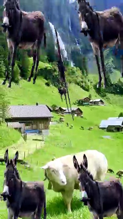 SpinningMule - #funnyanimals #pets #fyp #SpinningMule
