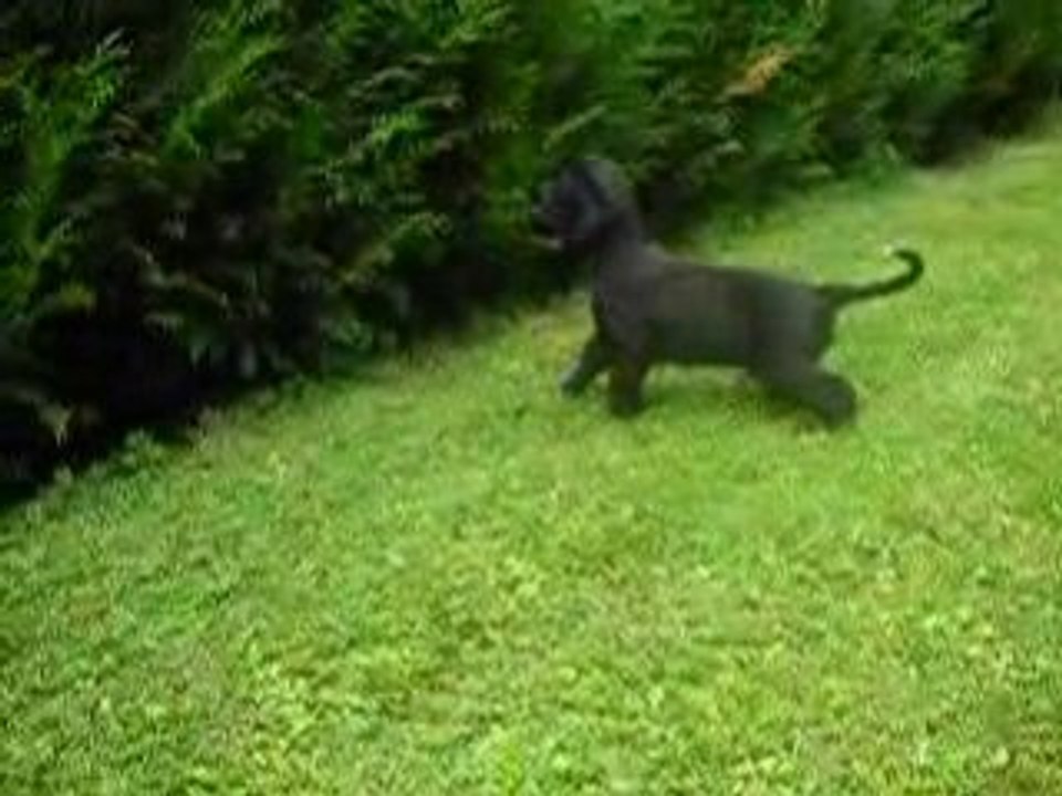 Adshanta Esprit Black Rhythm 6 weeks