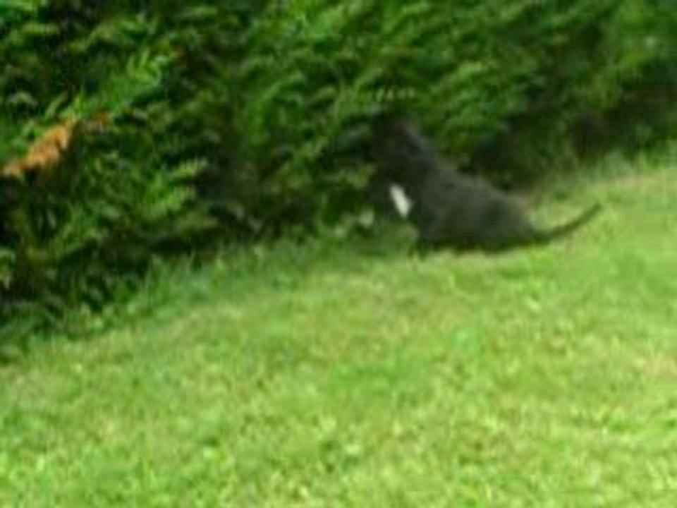 Adshanta Esprit Black Rhythm 6 Wochen