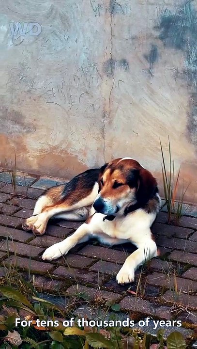 Man's oldest, most loyal companion 🐕 From tiny pups to fearless guardians #dogs #dogsoftiktok #loyalcompanion #dogbreeds #pets