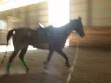 Lunging