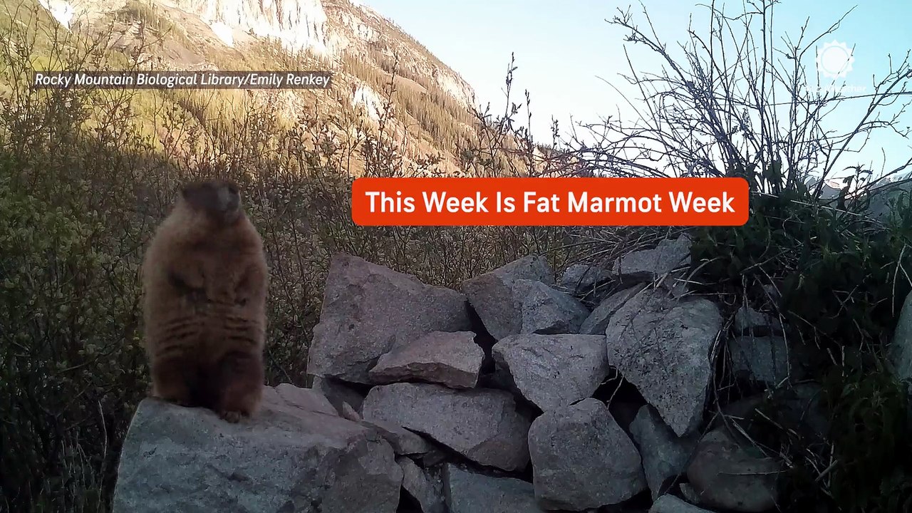 You've heard about Fat Bear Week, but what about Fat Marmot Week?