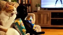 They were dancing until the mouse stole their chips! Would you chase him? #Shorts