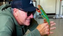 Rescued Chameleon Gets Attached To Work-From-Home Dad