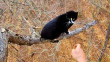 Cat Trapped In Tree For Days Inches Closer To The Edge