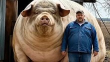 Herculano, o Porco