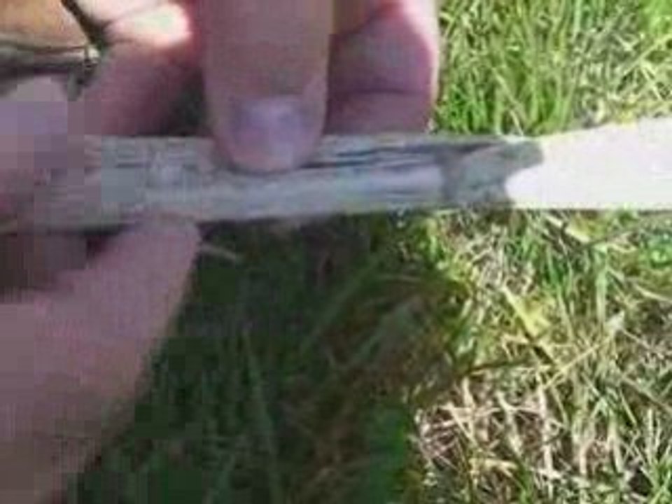Sclerotinia