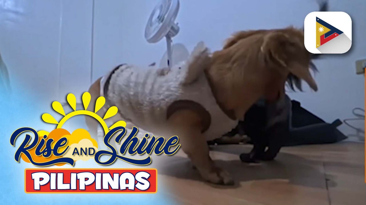 Wednesday Pet's Day | Chopper the adorable fur baby