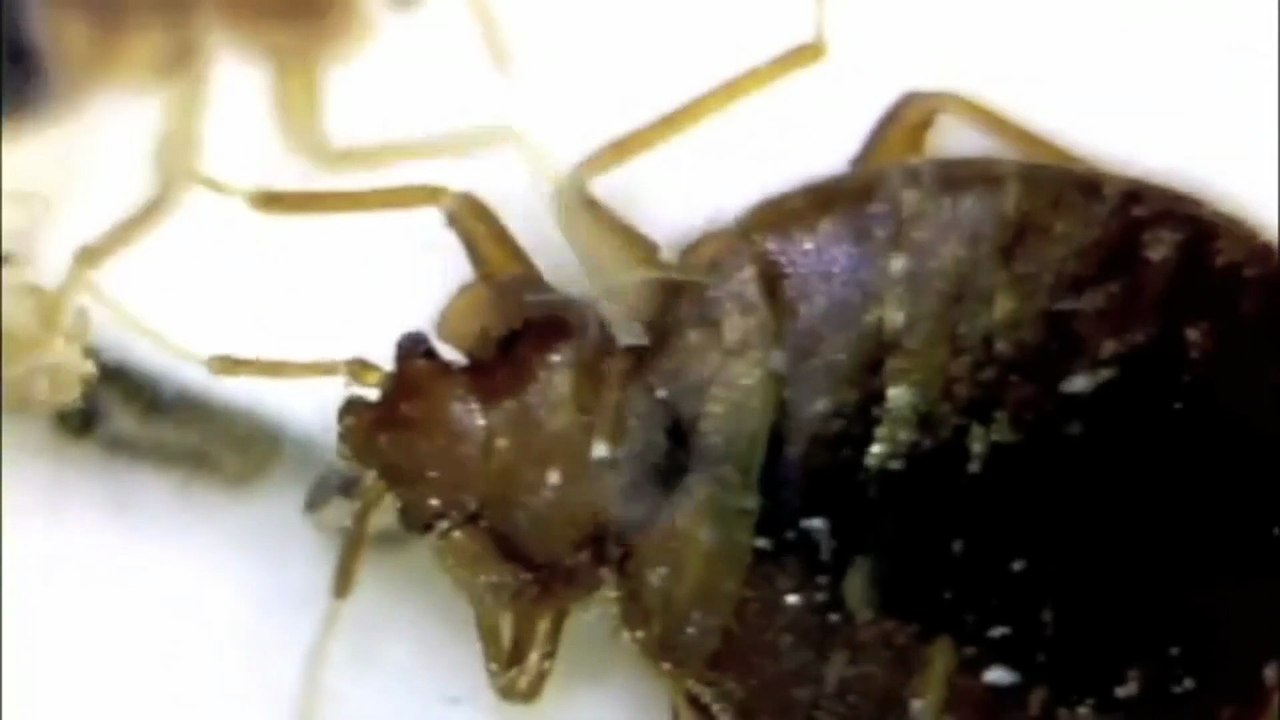 What are the first signs that you have bed bugs