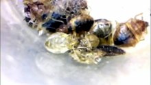 how long can bed bugs live without biting