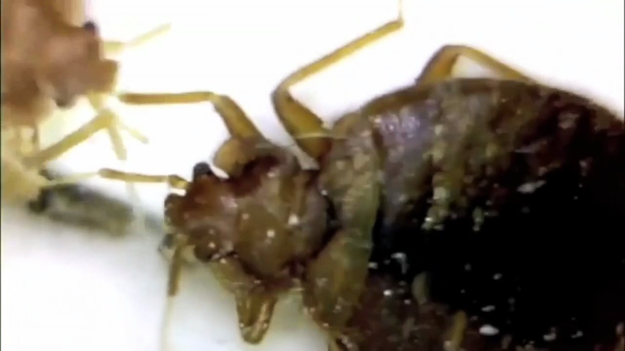 how long do bed bugs live on clothes