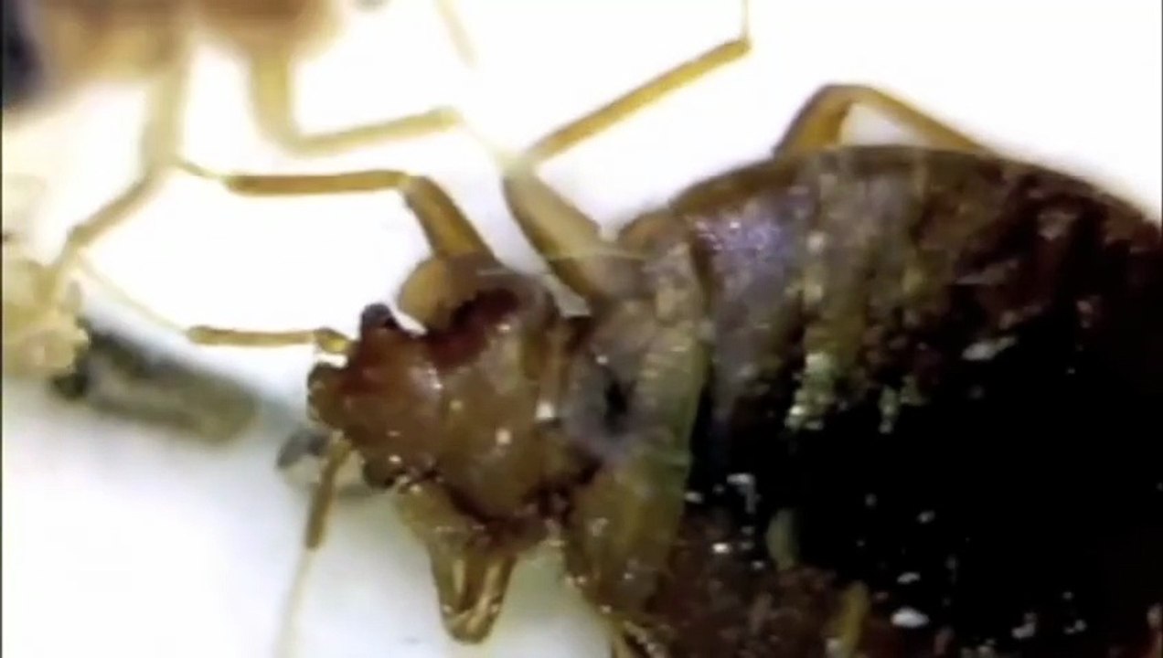 Where do bedbugs come from in the first place