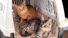 New Kitten Sister Won’t Leave Her Sick Brother’s Side