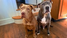4-Week-Old Rescue Pittie Grows Up To Raise 500 Puppies