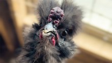 Silkie Rooster Fights Off Raccoon To Protect His Hens
