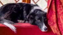 Kitten Helps Dog Heal After Losing His Best Friend