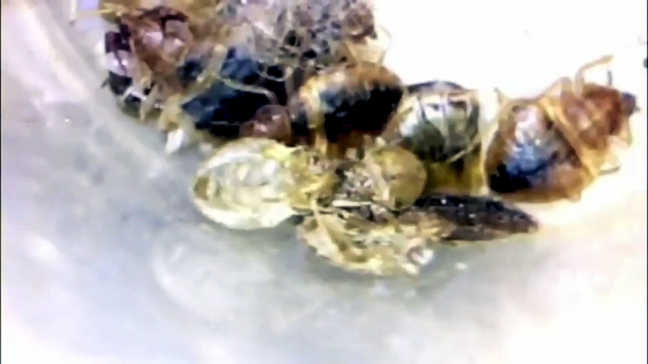 Are bed bugs due to poor hygiene
