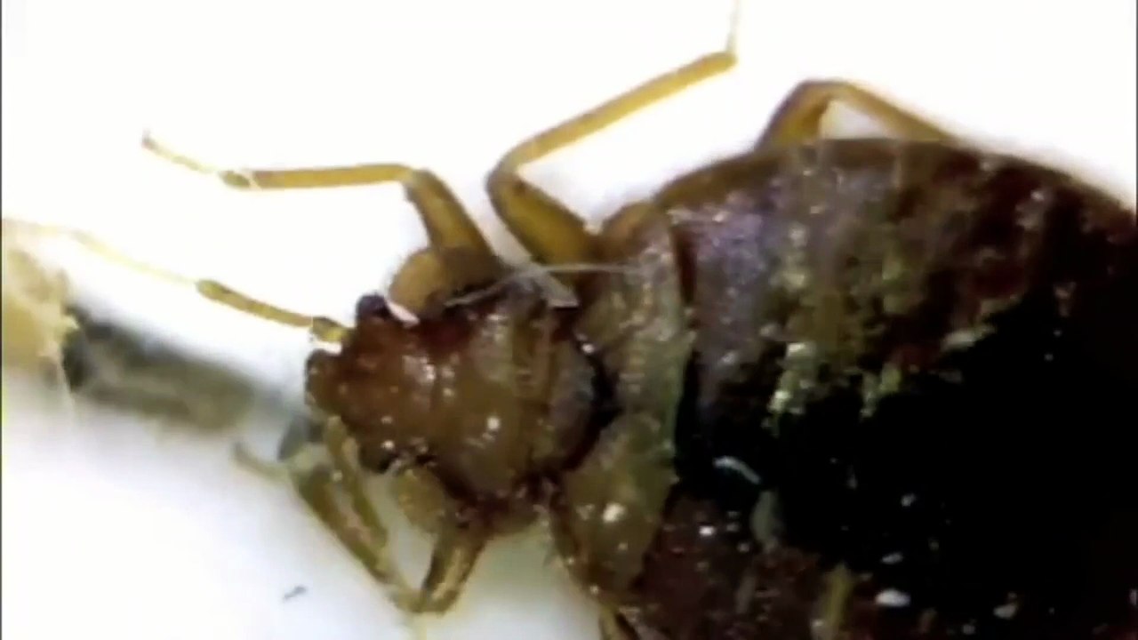 What time of year is worst for bed bugs